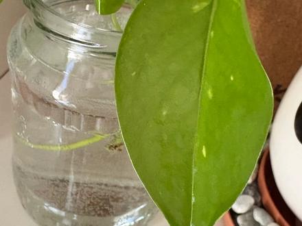 Golden pothos