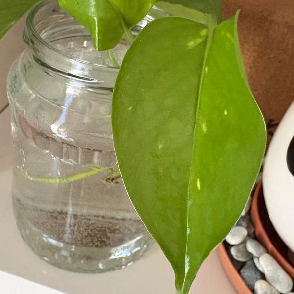 Golden pothos