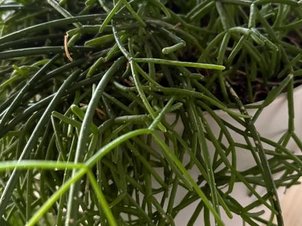 Mistletoe cactus