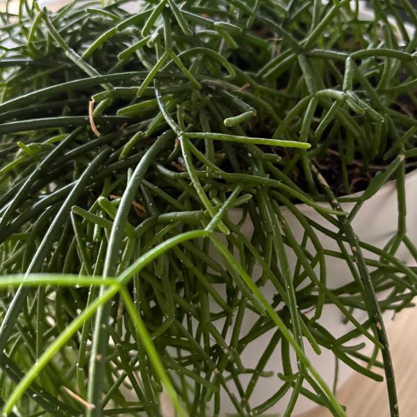 Mistletoe cactus