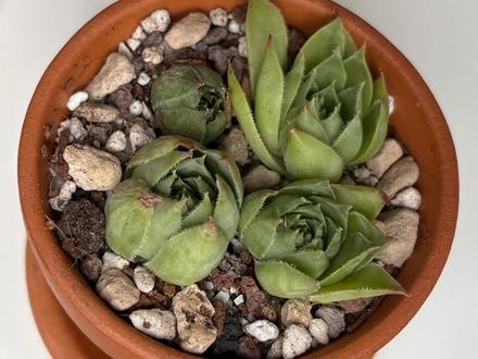 Hens and chicks