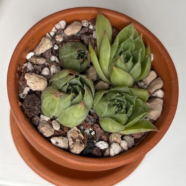 Hens and chicks