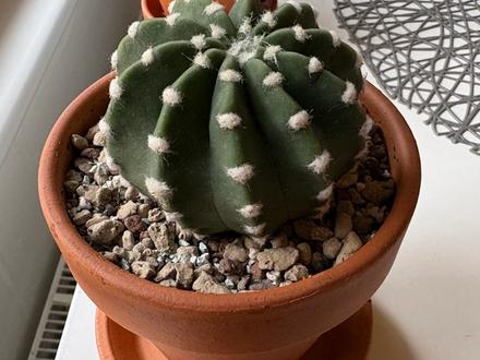 Cactus Joe