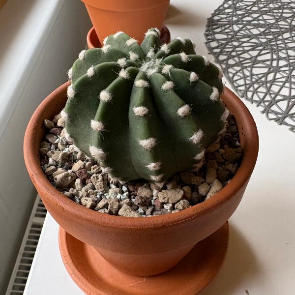 Cactus Joe