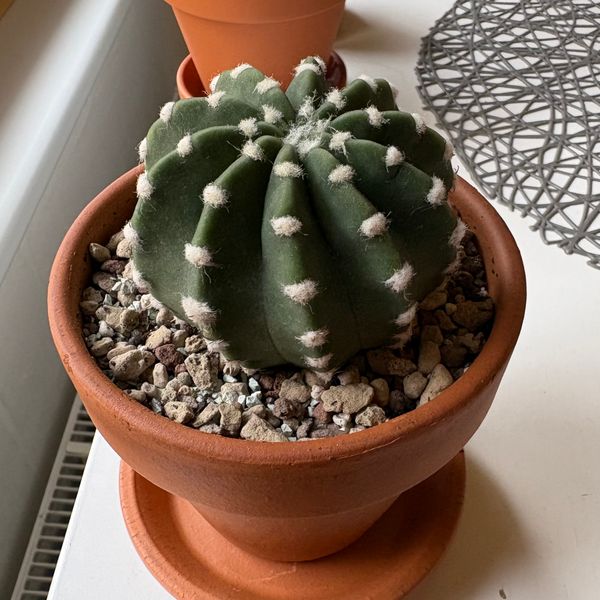 Cactus Joe