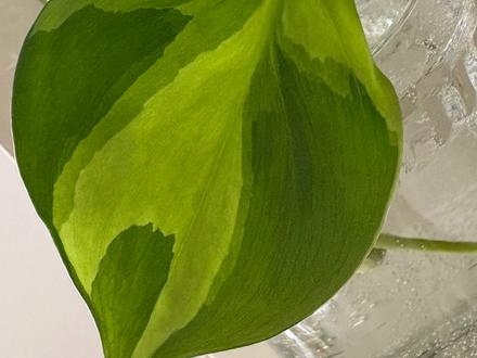 Philodendron Brasil
