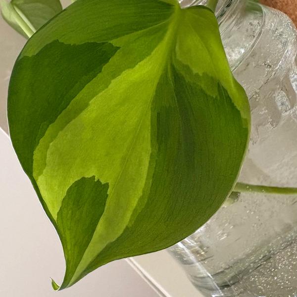 Philodendron Brasil