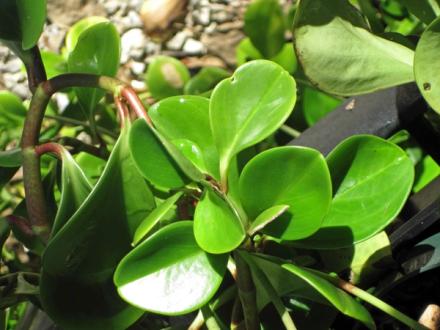 Peperomia