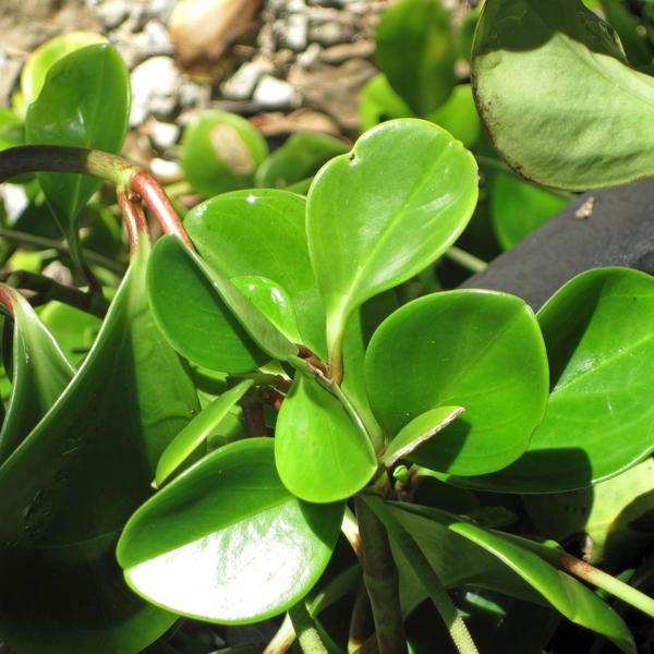 Peperomia
