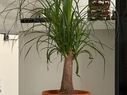Pedro Tropipascal