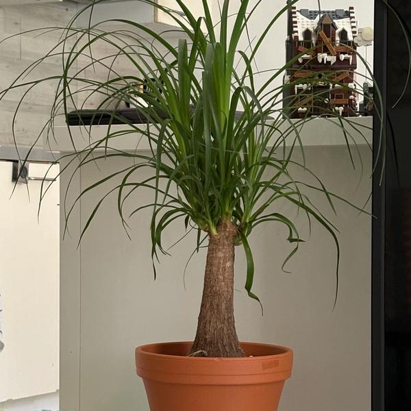 Pedro Tropipascal
