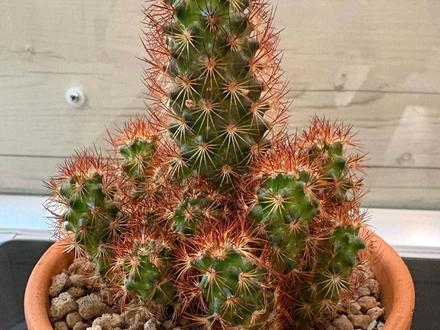Copper King Cactus