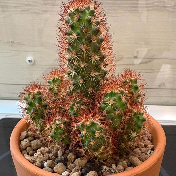 Copper King Cactus