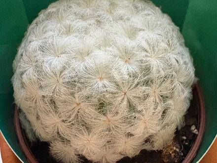 Feather cactus