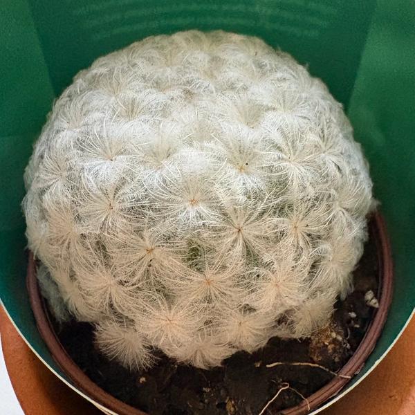 Feather cactus