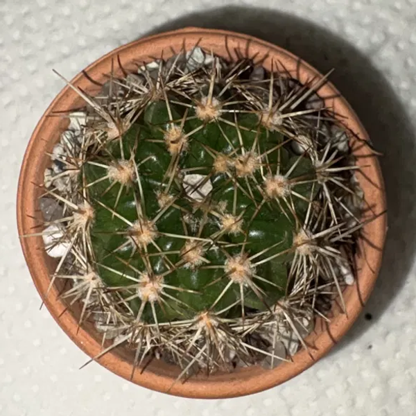 Don Diego