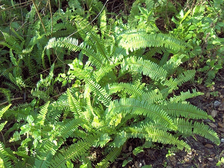 Boston fern