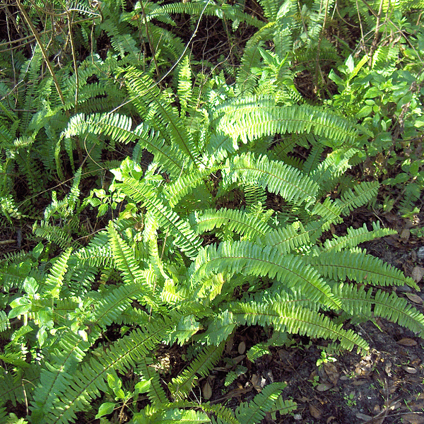 Boston fern