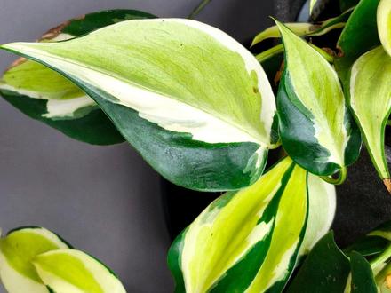 Philodendron Rio