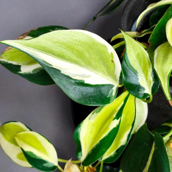 Philodendron Rio