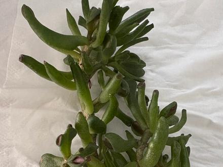 Jade plant (Gollum or Hobbit – TBC)