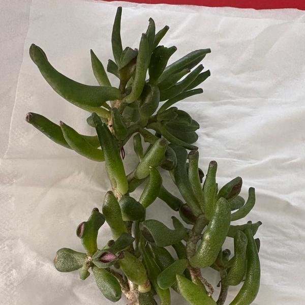 Jade plant (Gollum or Hobbit – TBC)