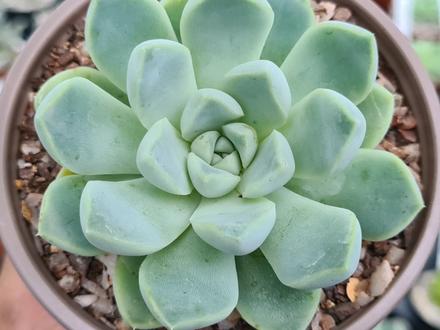 Echeveria