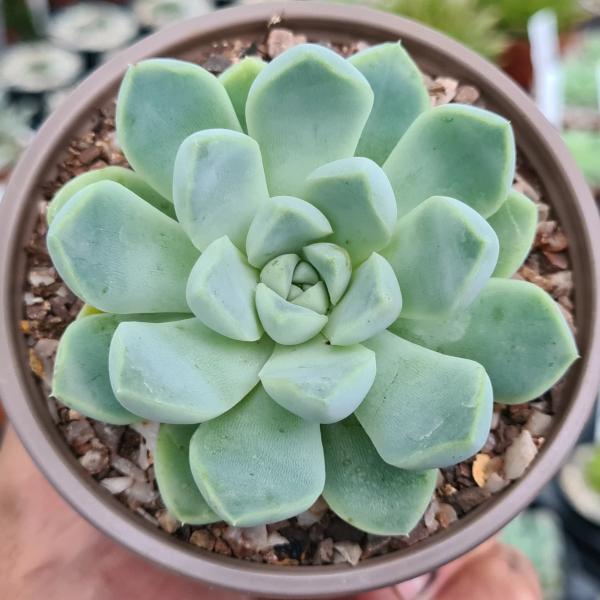 Echeveria