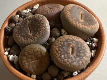 Lithops