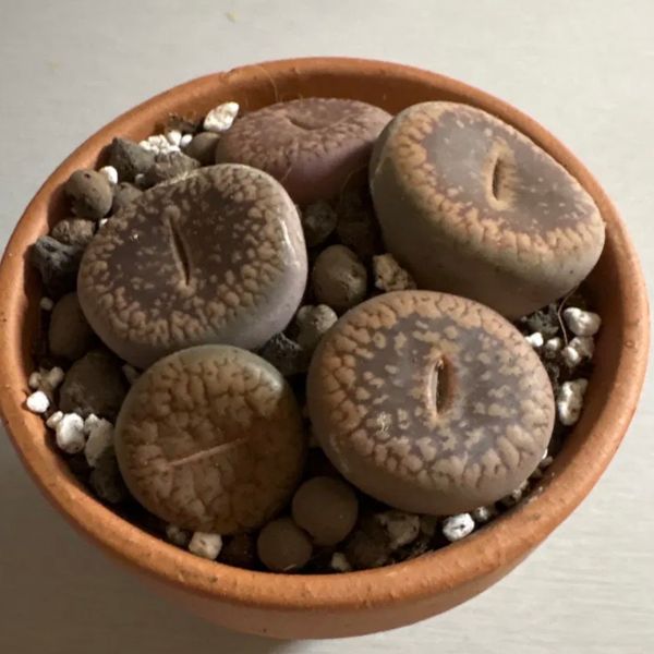 Lithops
