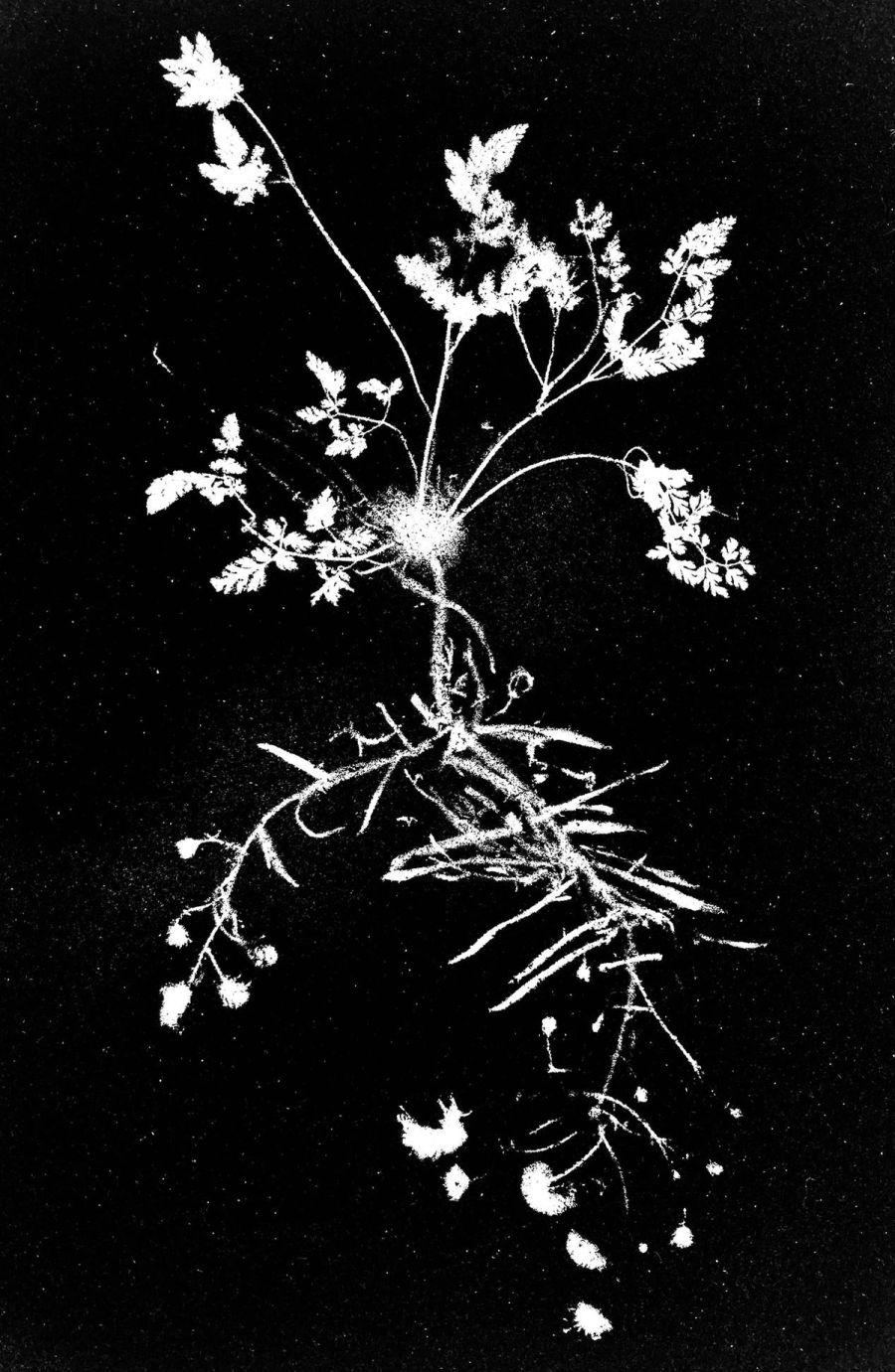 Flora Tata Metallica #22