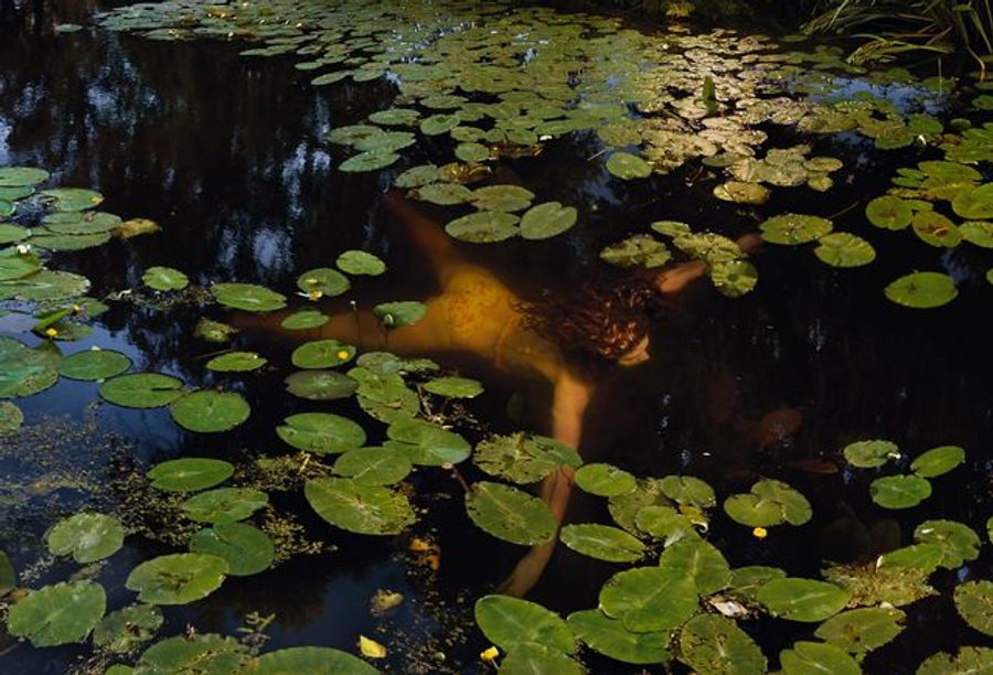 Schoten – Waterlelies