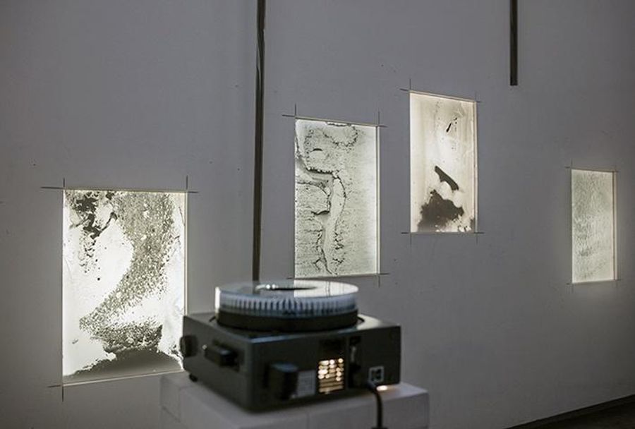 Phytobiographies