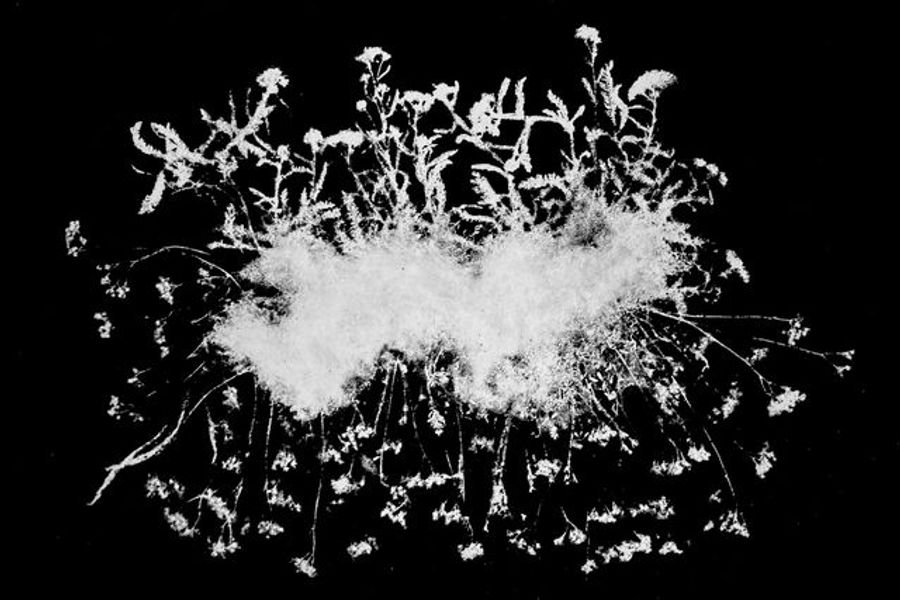 Flora Tata Metallica