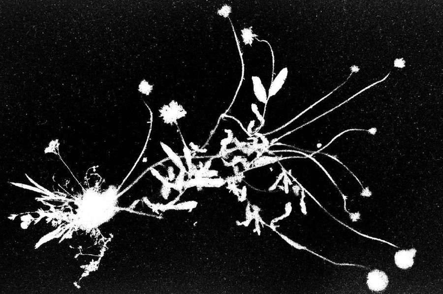 Flora Tata Metallica #24