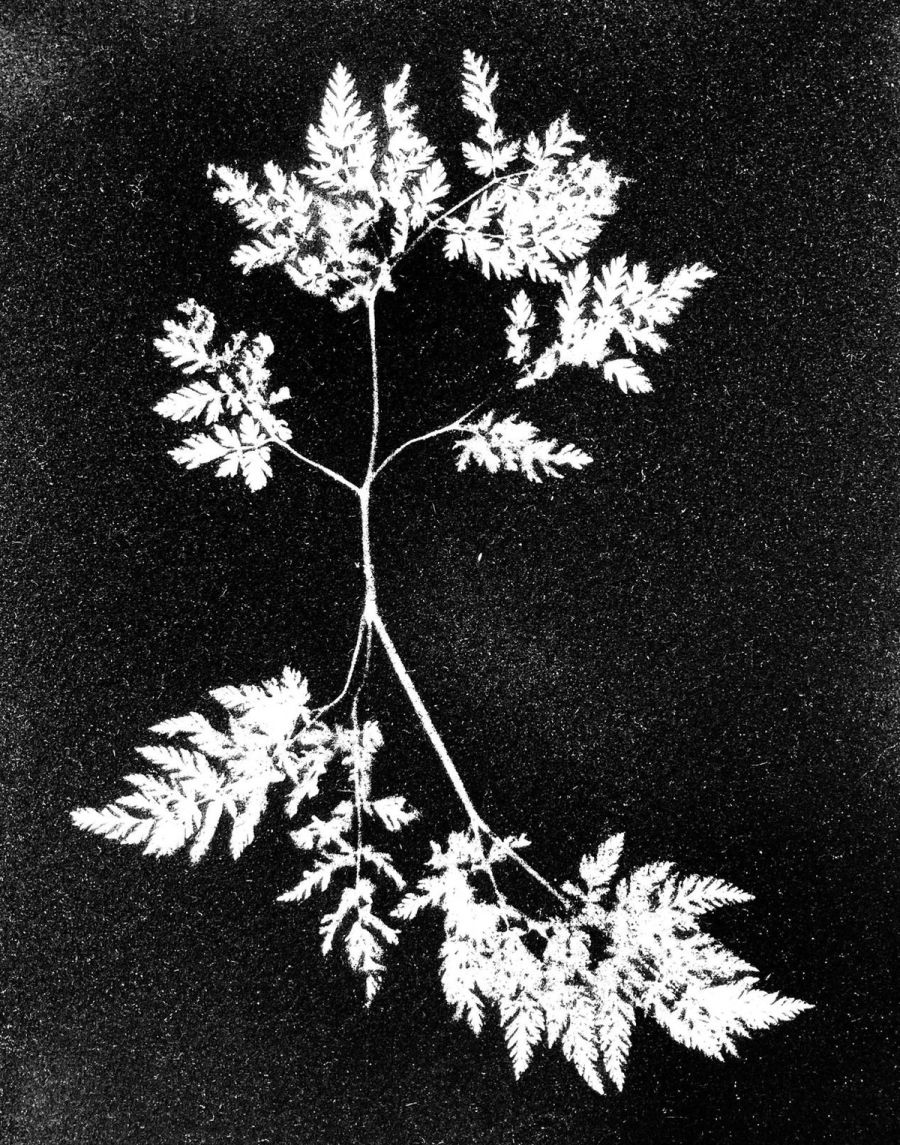 Flora Tata Metallica #50