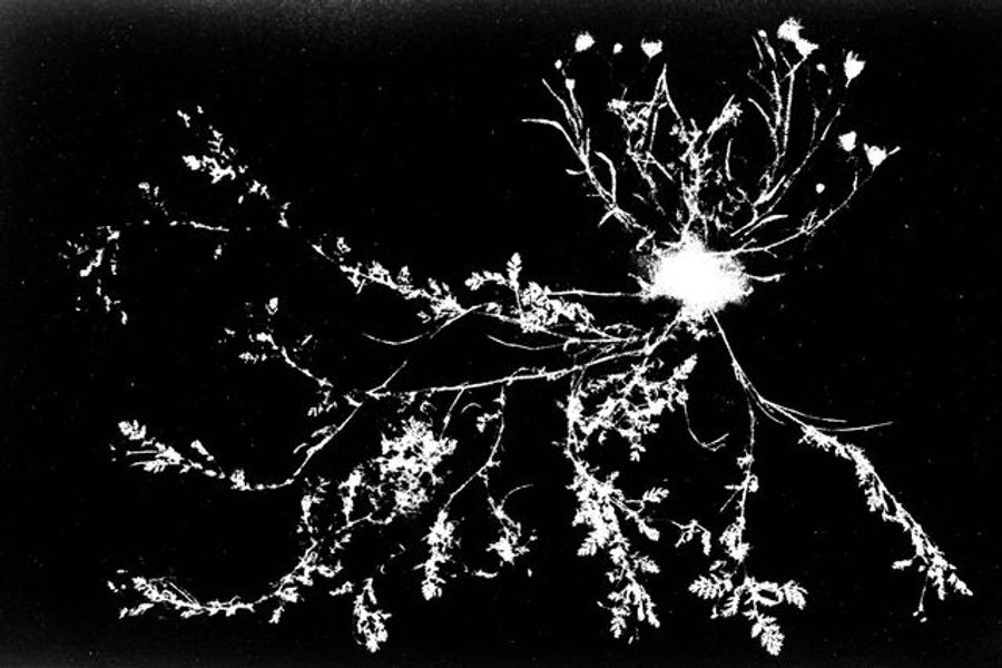 Flora Tata Metallica #19