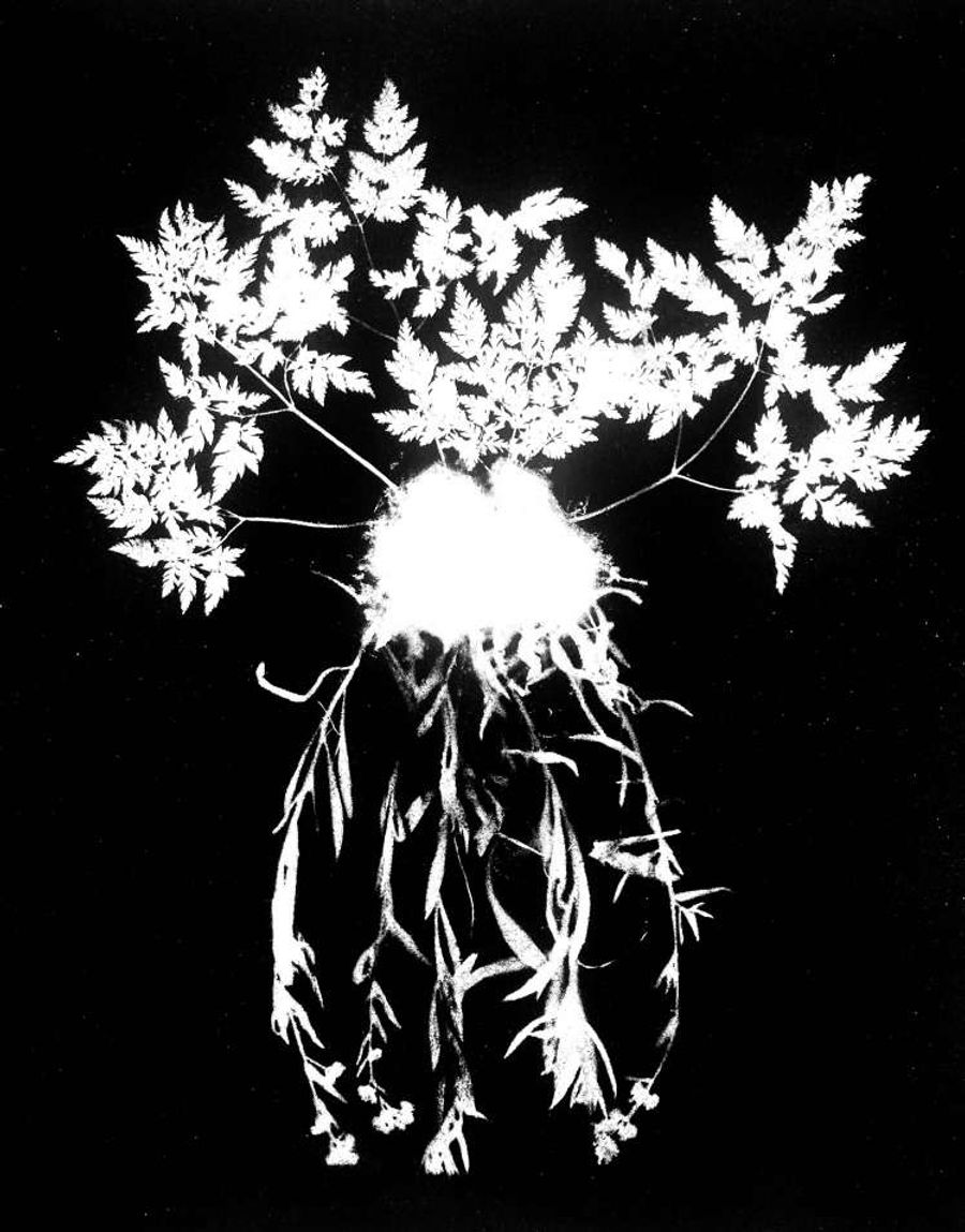 Flora Tata Metallica #17