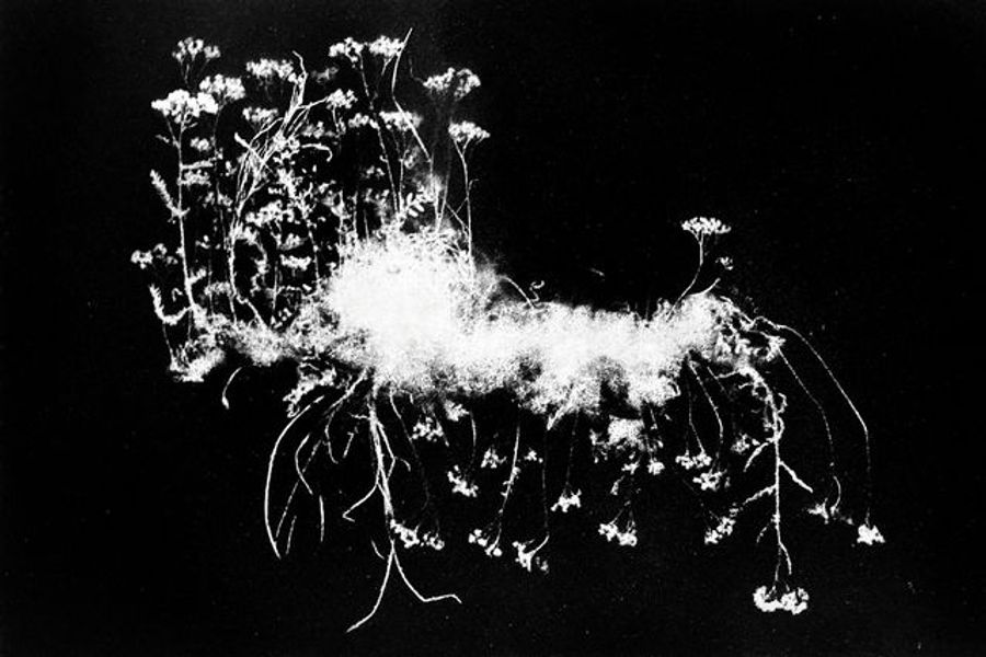 Flora Tata Metallica #13