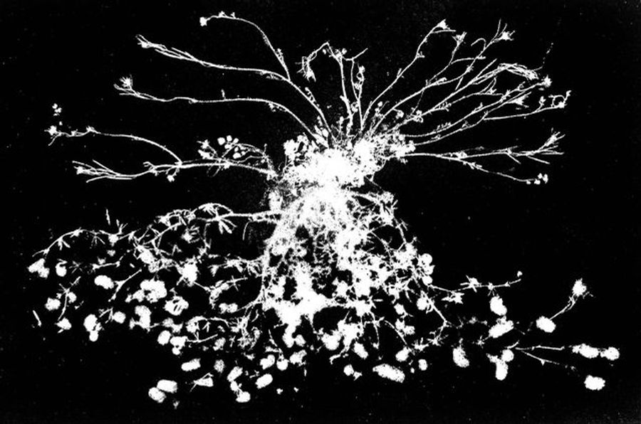 Flora Tata Metallica #20