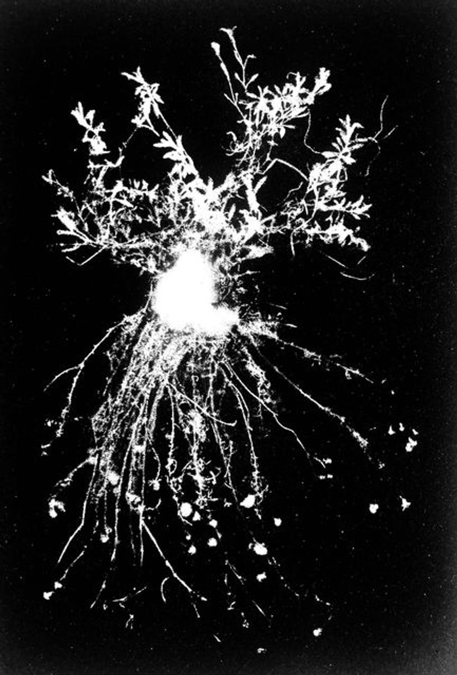 Flora Tata Metallica #21