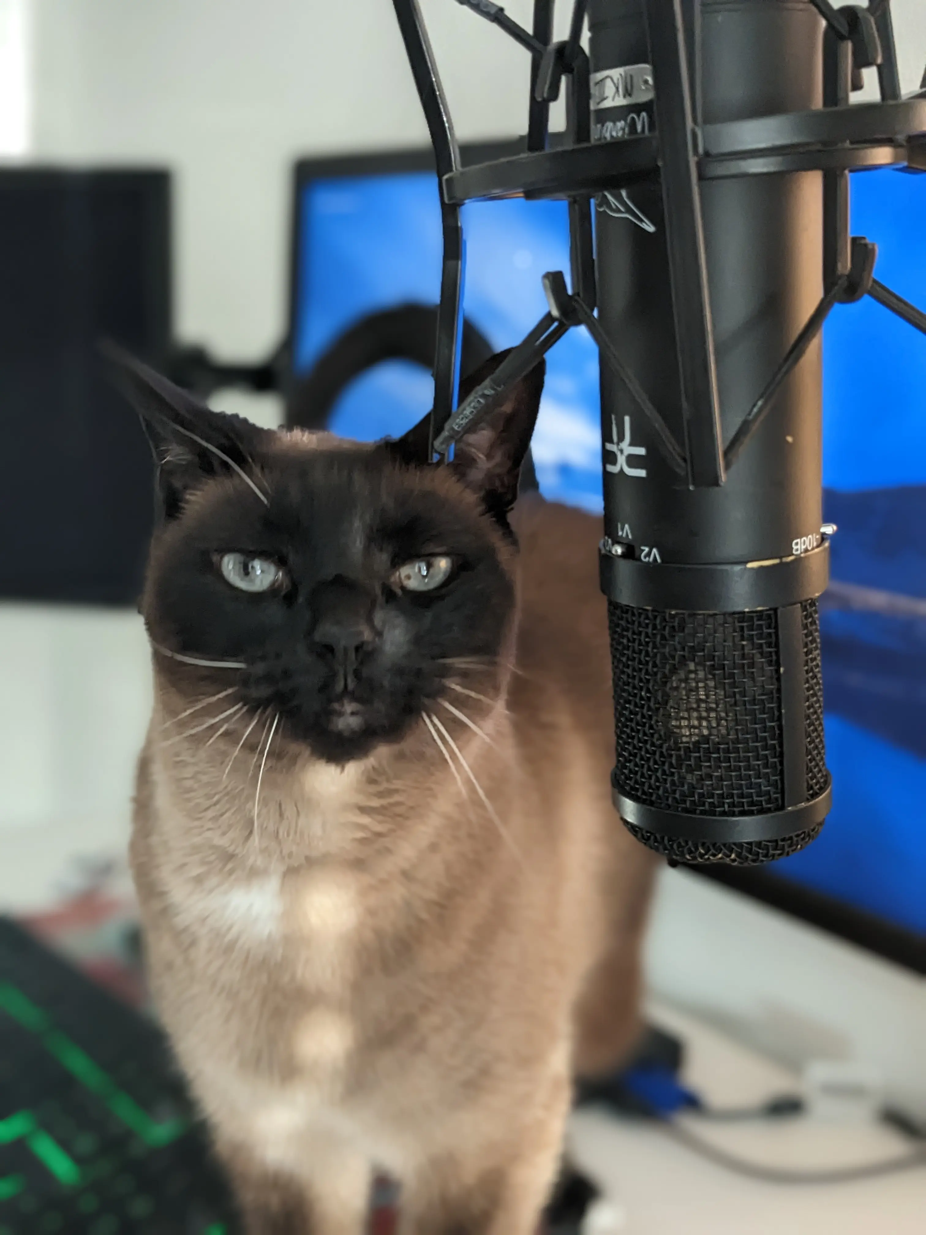 Penny, the beautiful Siamese cat