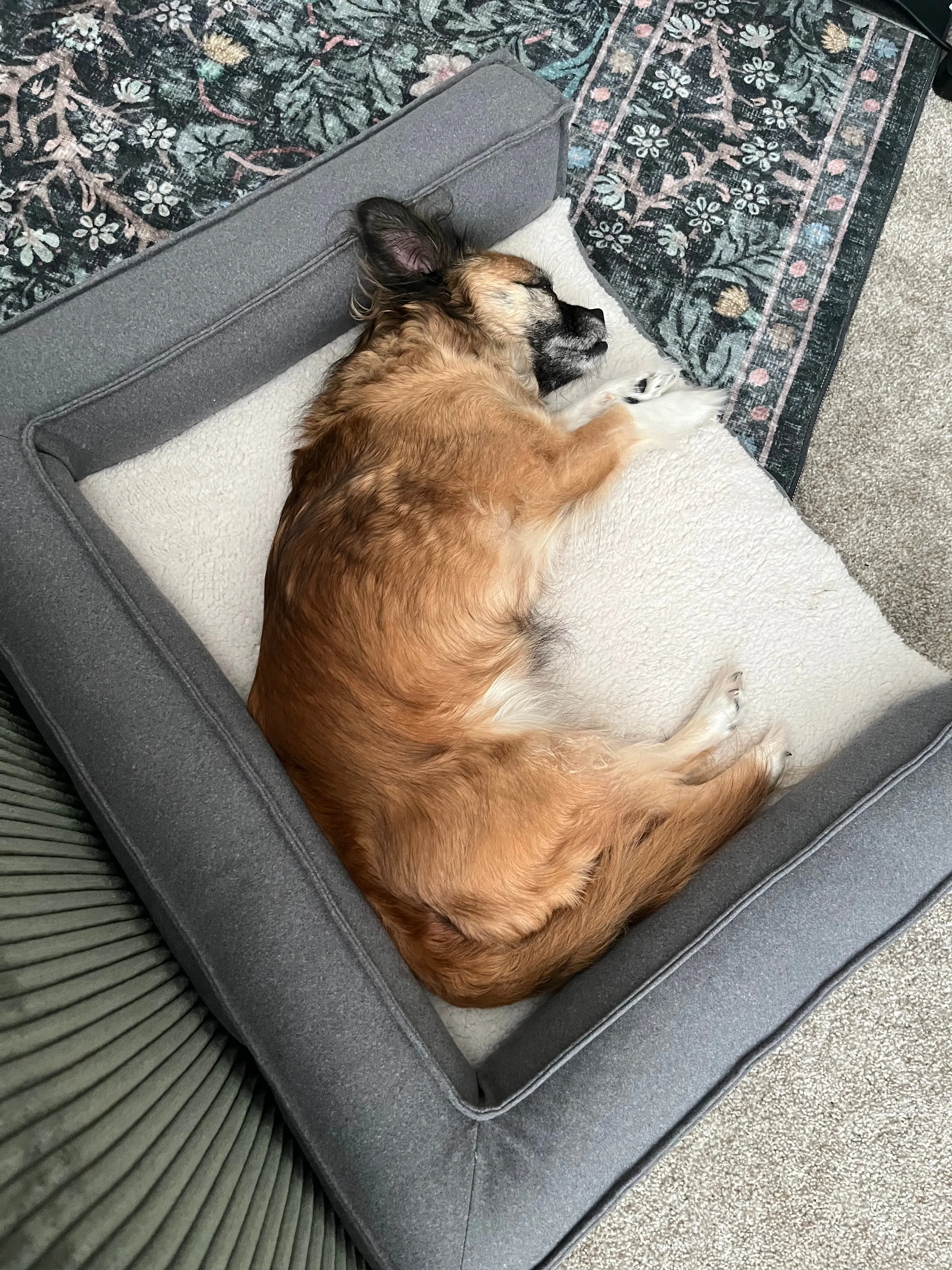 Linden loves to nap