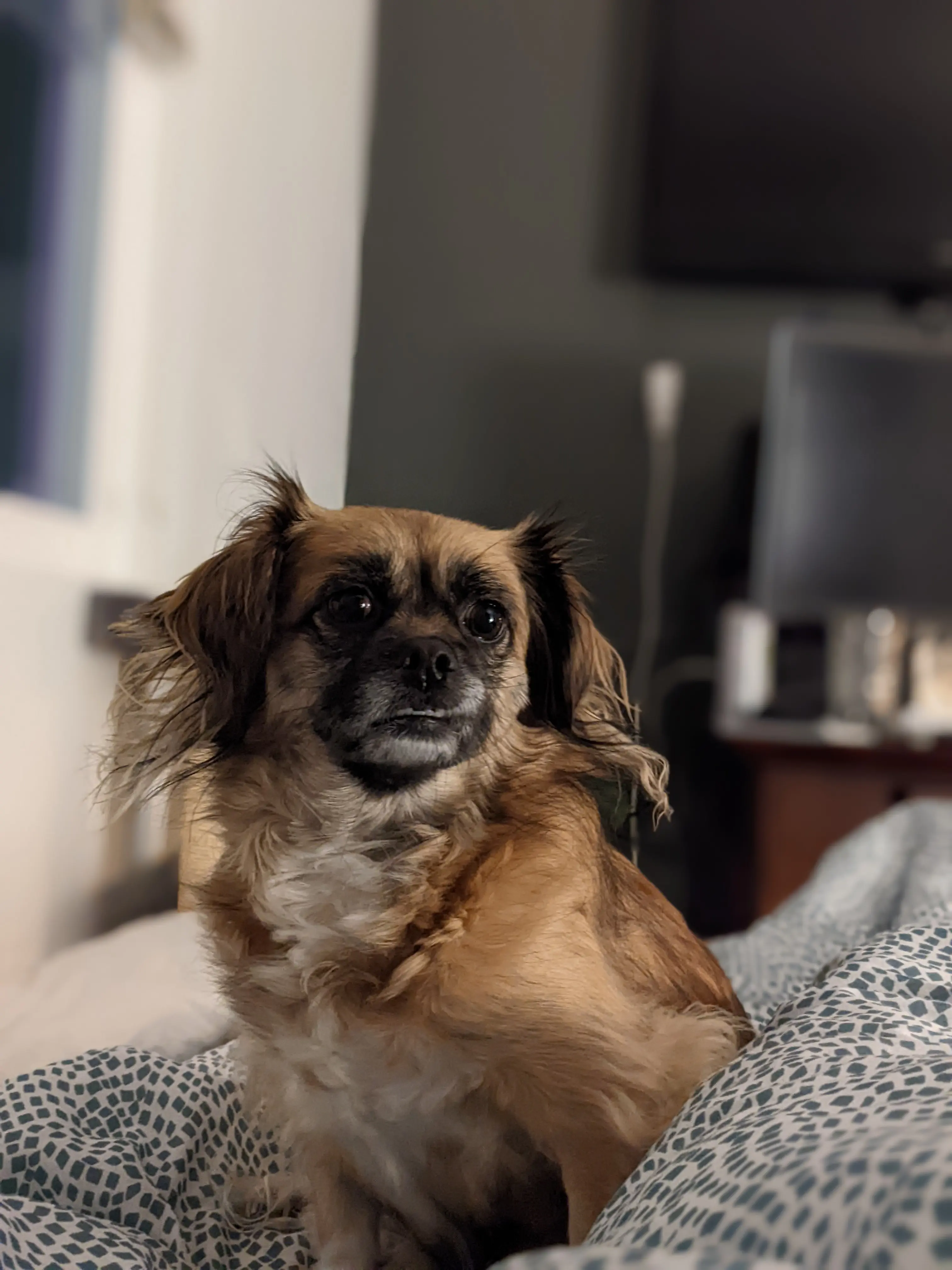 Linden, the long-haird chihuahua