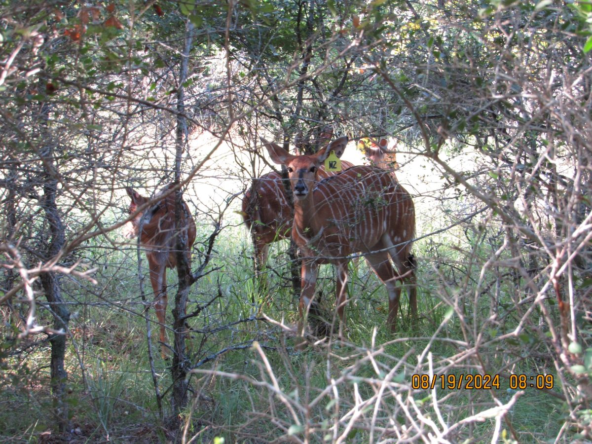 nyala-w2-gamecam-multiple
