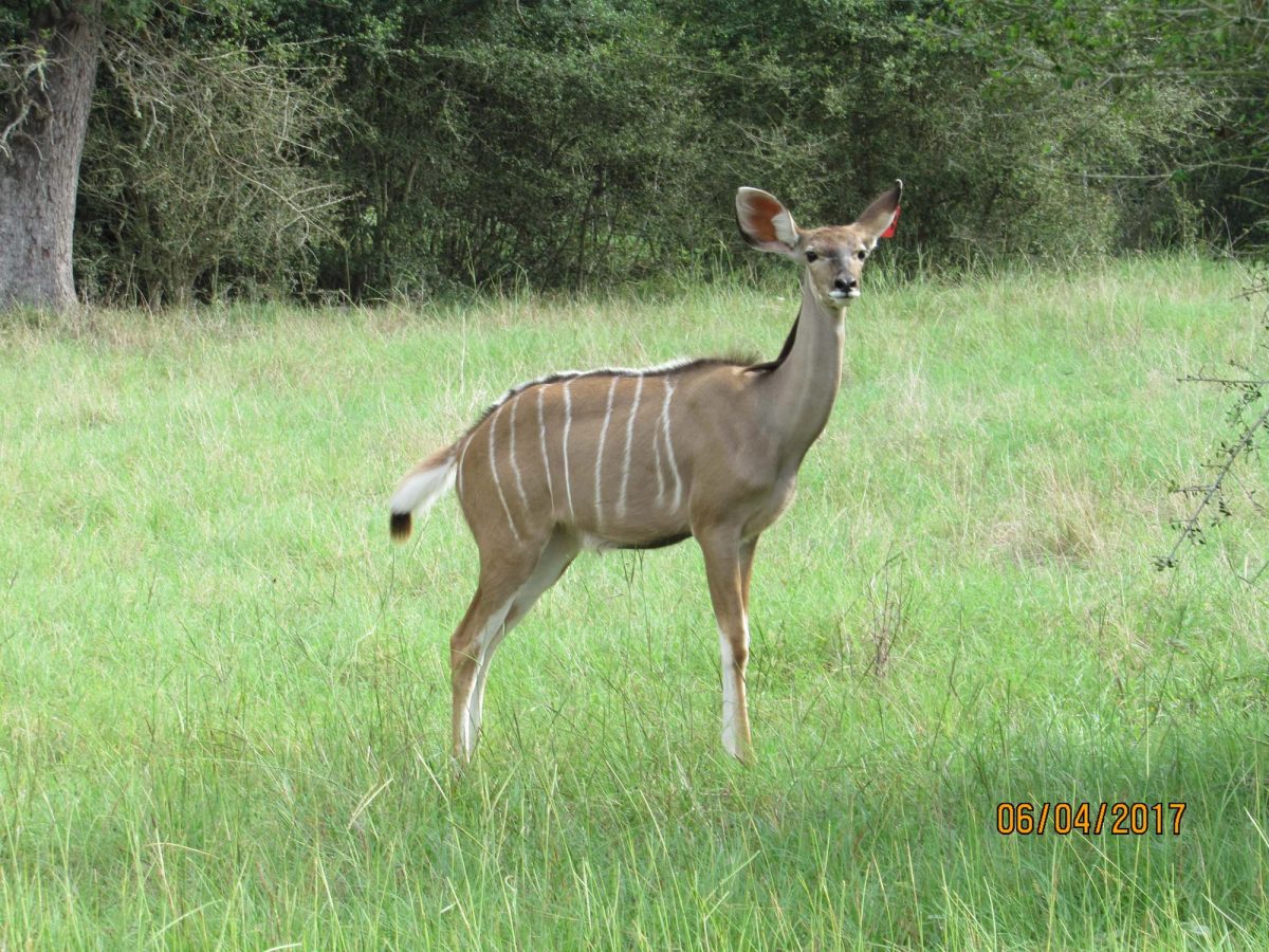 kudu35