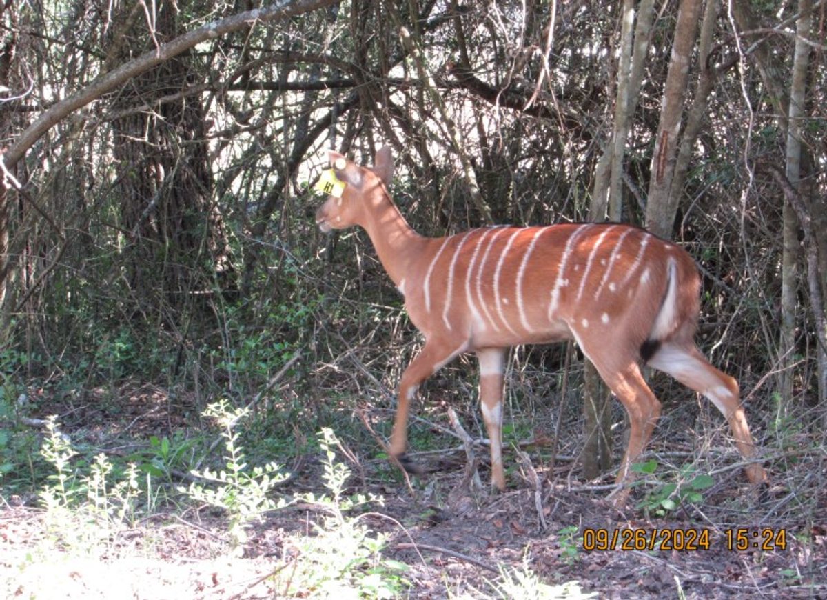 nyala-h1