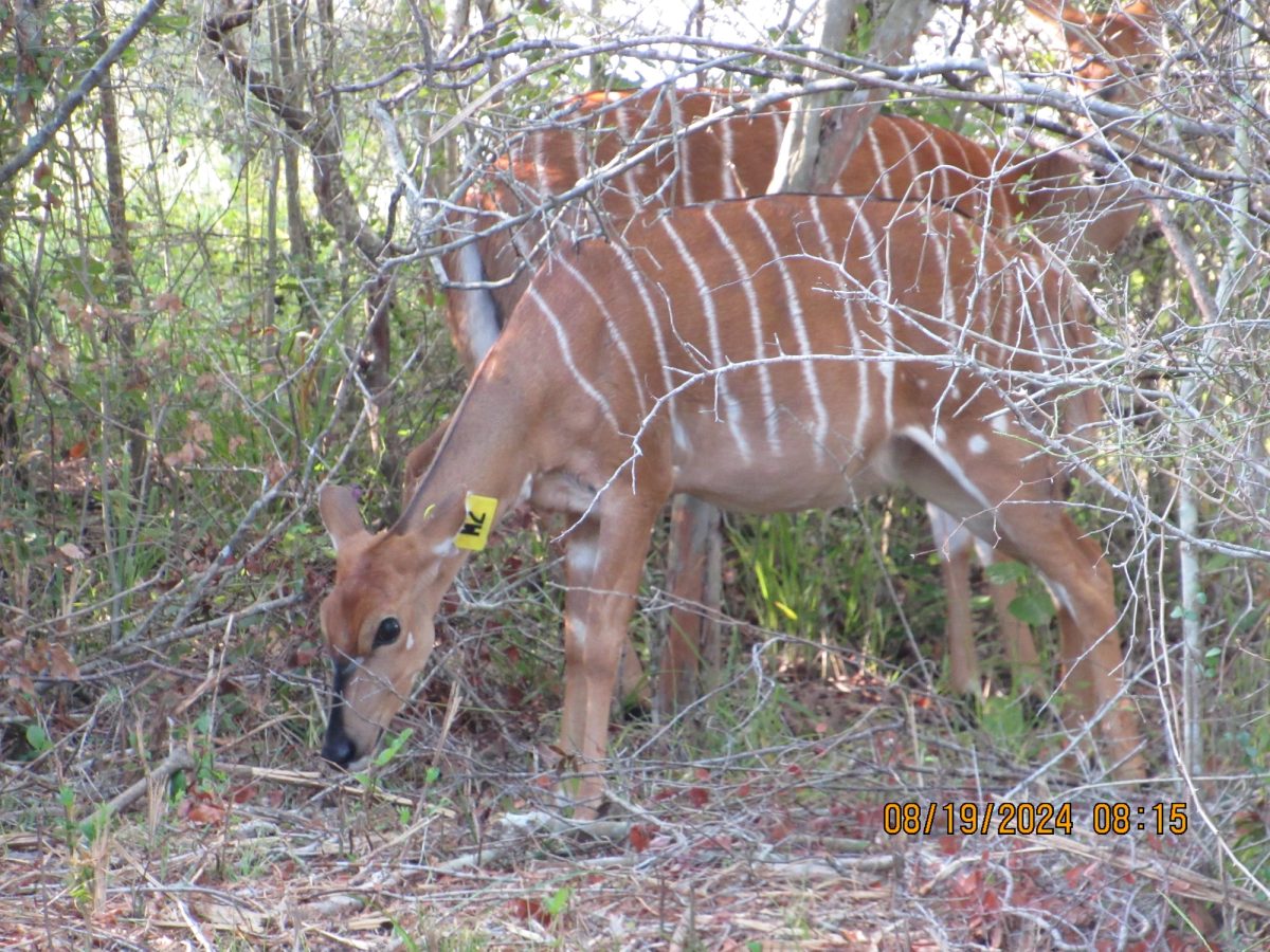 nyala-m2-gamecam