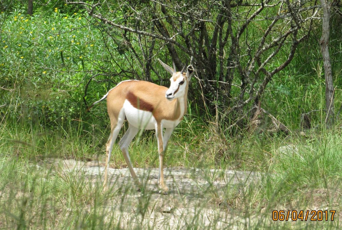 springbok13