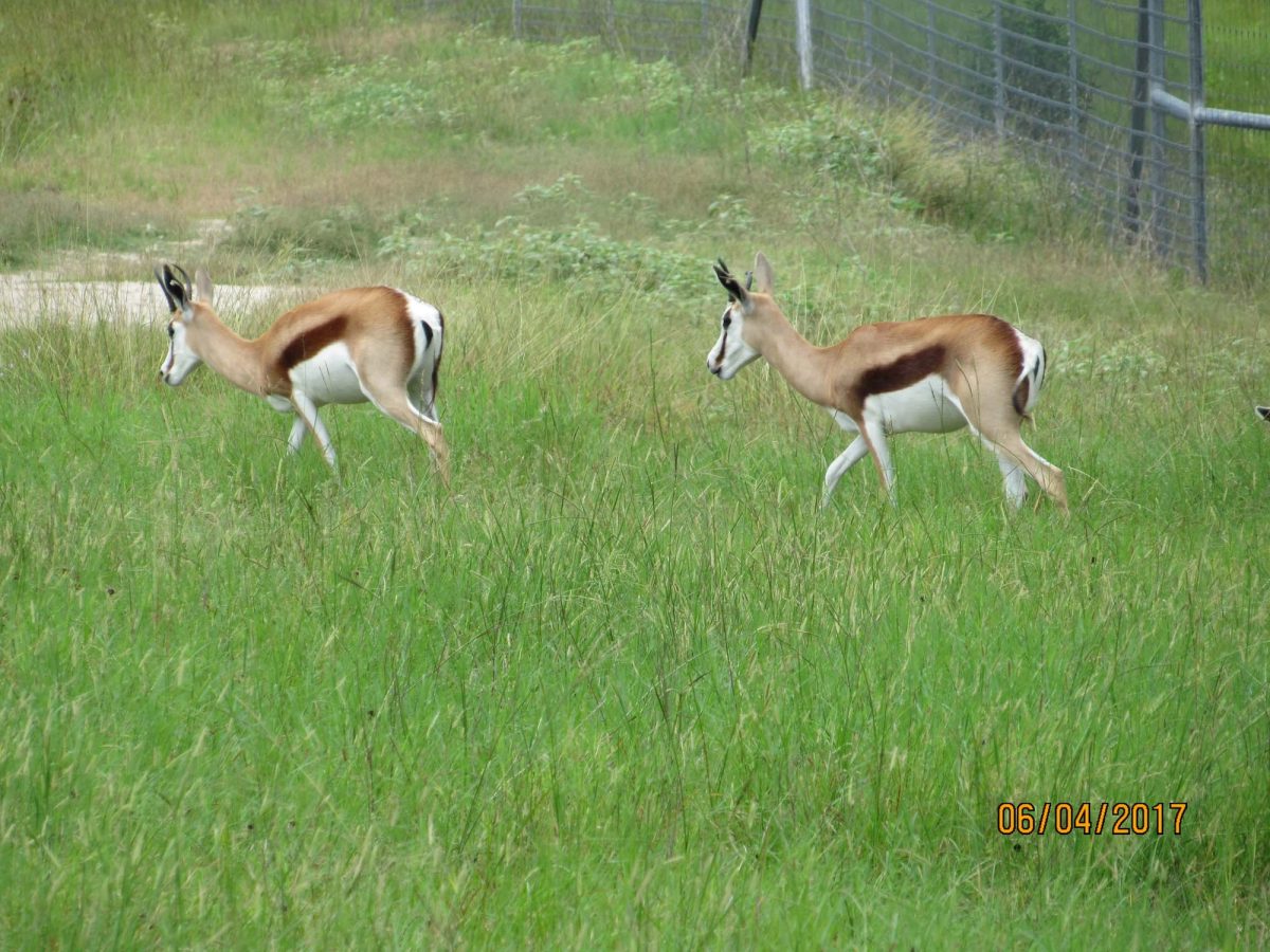springbok16